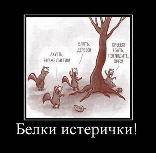 Быдло увидело ДТП