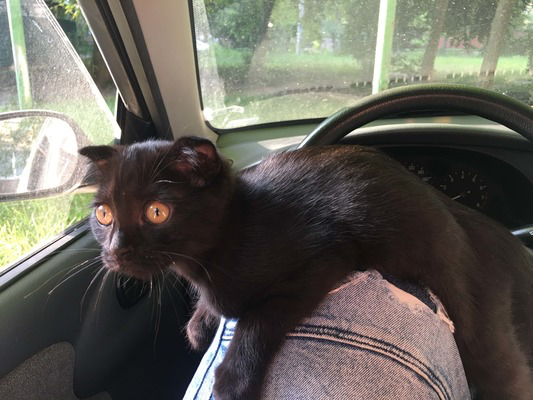 Котовторник 19.07.22