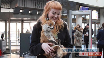 Упоротый лис приедет в Санкт-Петербург