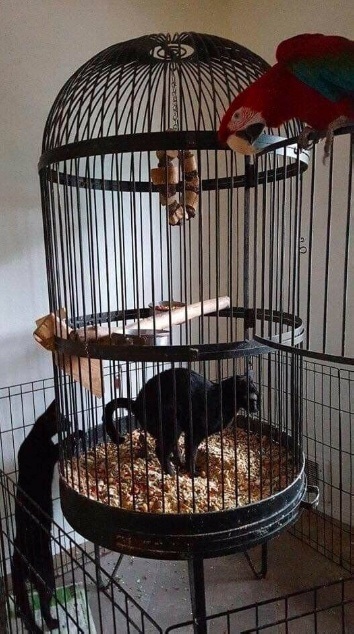 Так всякие картинки