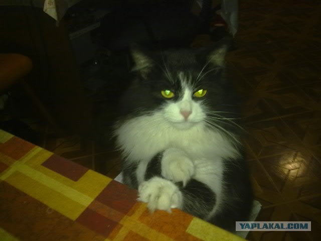 Кот