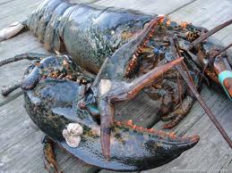 Ужасы морей и океанов