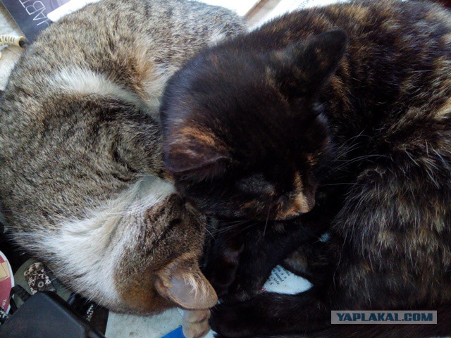 Котовторник  28.01.14