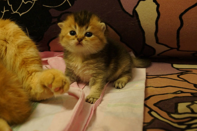 Котовторник 4.02.2014
