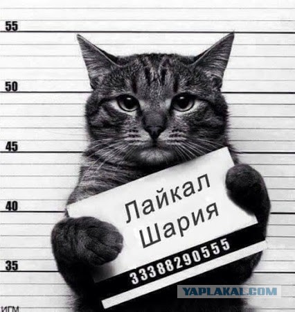 Инопланетное происхождение кошек