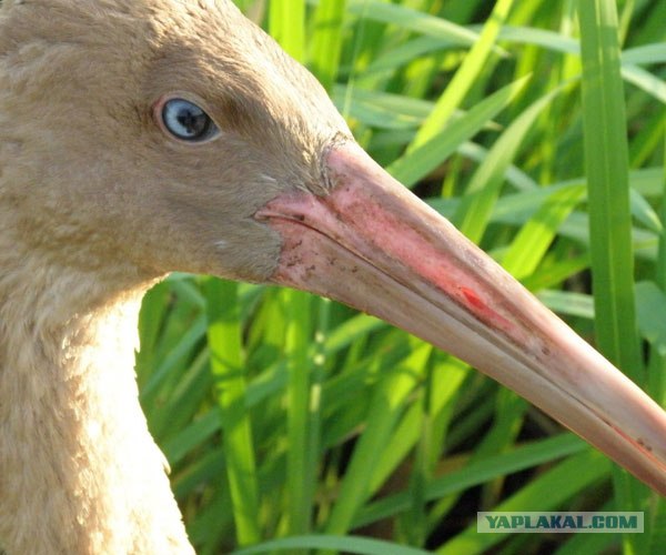 Путин с клювом в халате возглавил журавлиный клин