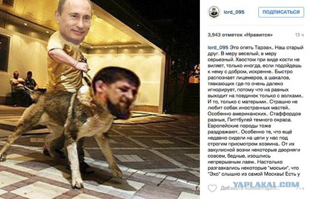 «Если бы не демократия»: моськи и овчарки Кадырова