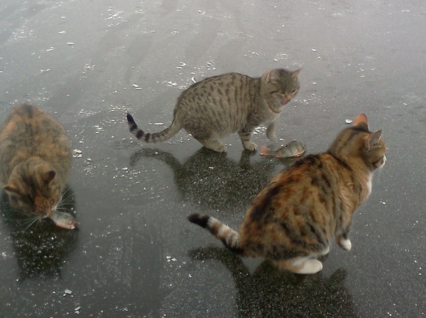 Рыба, лёд, четыре кота