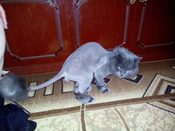 Котовторник 2.05.2017