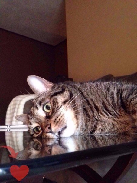 Коты и Кошки