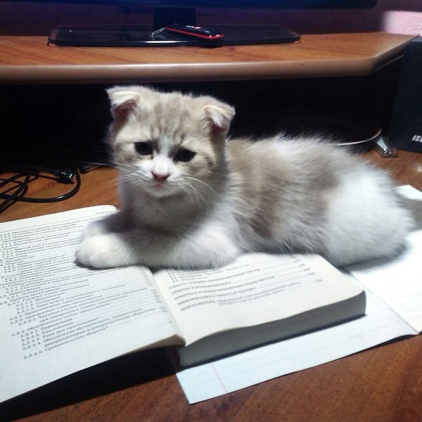 Коты и Кошки