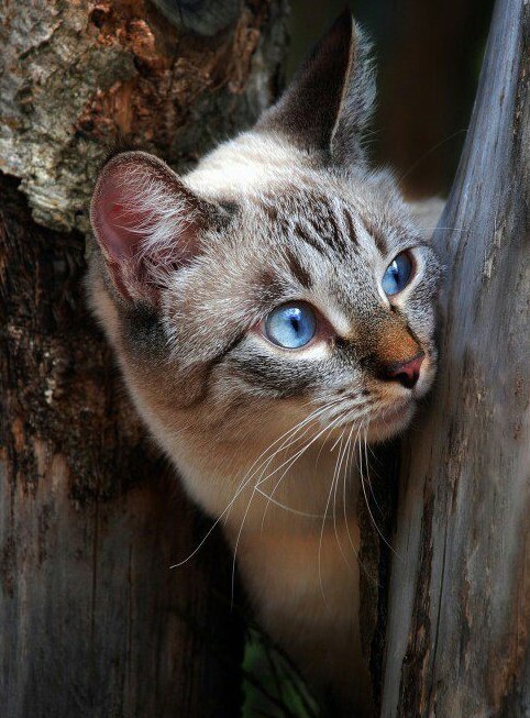 Коты и Кошки