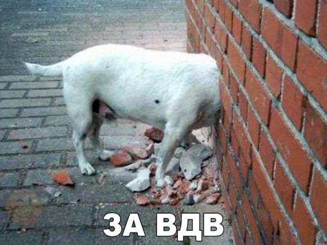 С собакачетвергом!