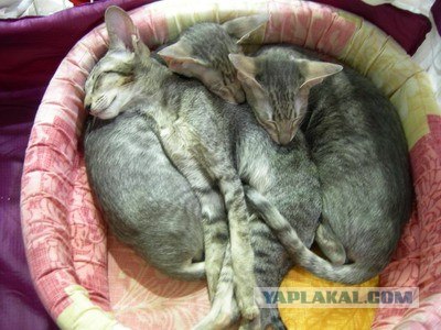 Ура, котовторник! (01.07.2008)