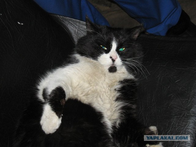 Котовторник (13.01)