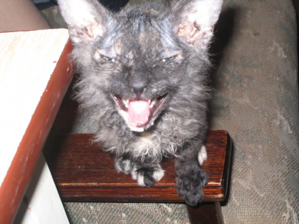 Котовторник 14.09.2010 Голые кошки на Yaplakal