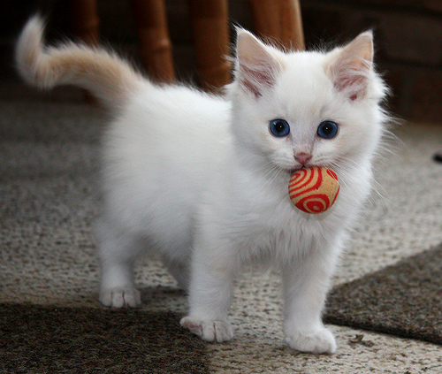 Котовторник уже сегодня!