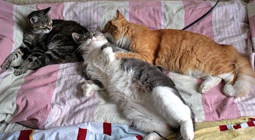 Котовторник, для любителей кошек