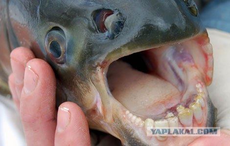 Пираньи в Москве-реке