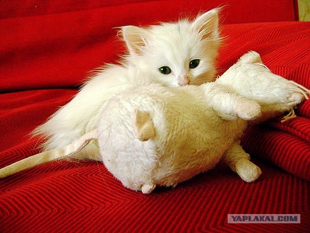 Котовторник! 08.11.11
