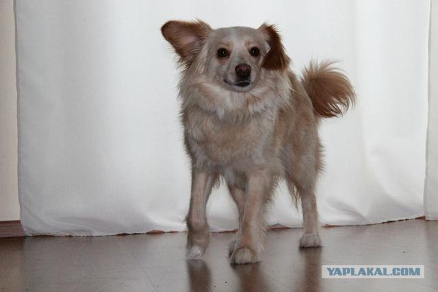 Из России в Германию