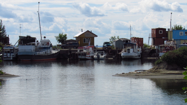 Шурпа обыкновенная, на природе