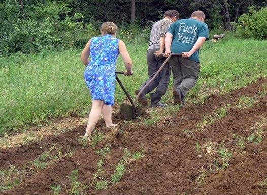 А вы сажали картошку?