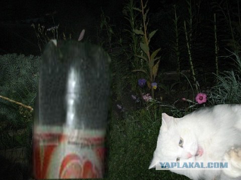Отжабте моего кота