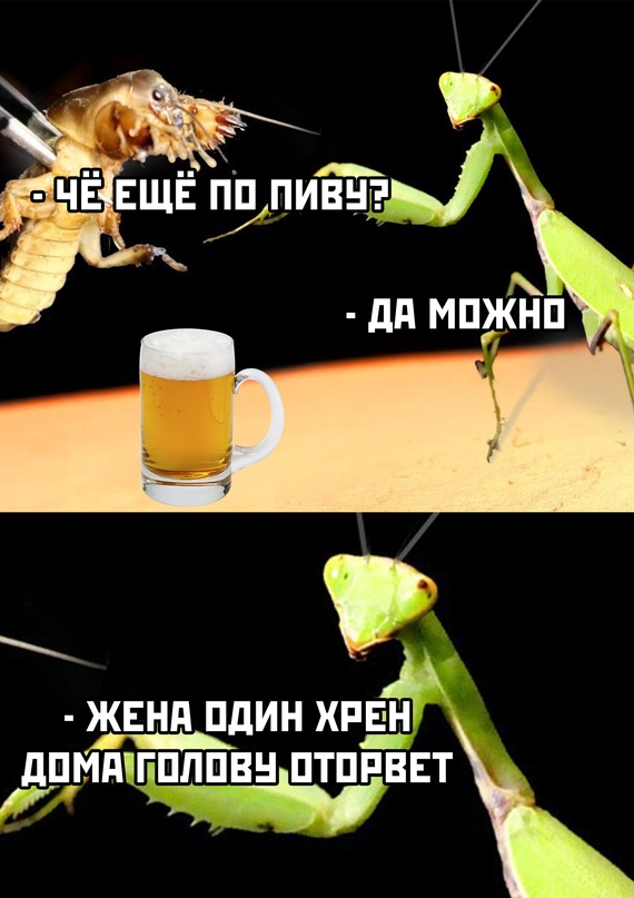 Весёлый полтишок 5.04