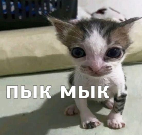 мемчики