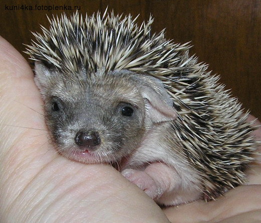 Чем ежики лучше кошек