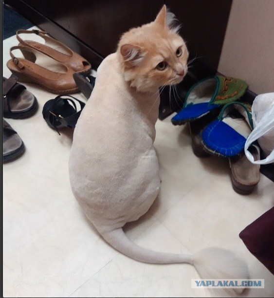 Нашел себе кота на свою голову