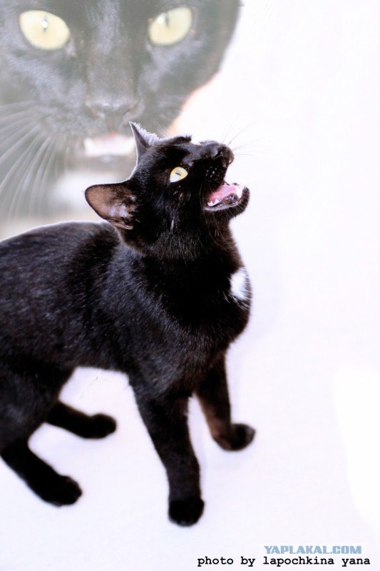 У ВВП новый личный фотограф
