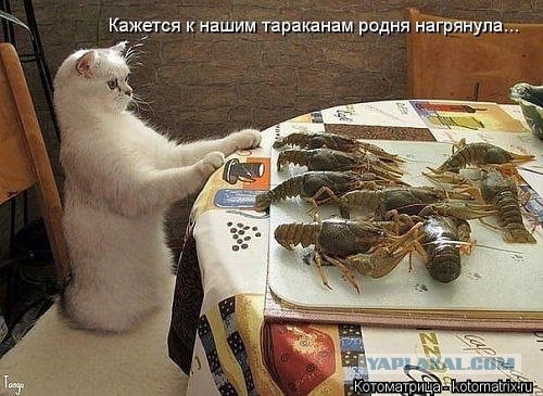 Подборка прикольных картинок