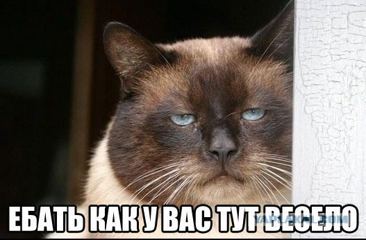 Годзилла пришла в Москву за подарками.