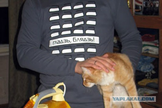 Забавные рисованные кошки