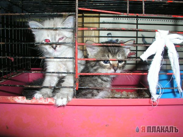 Коты, кошки, котята