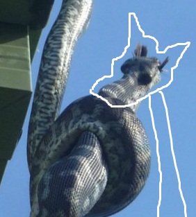 А тем временем в Австралии