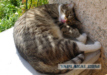 Котовторник 26.07 2016