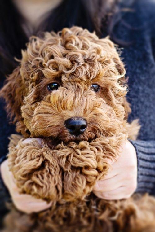 Самые смешные животные