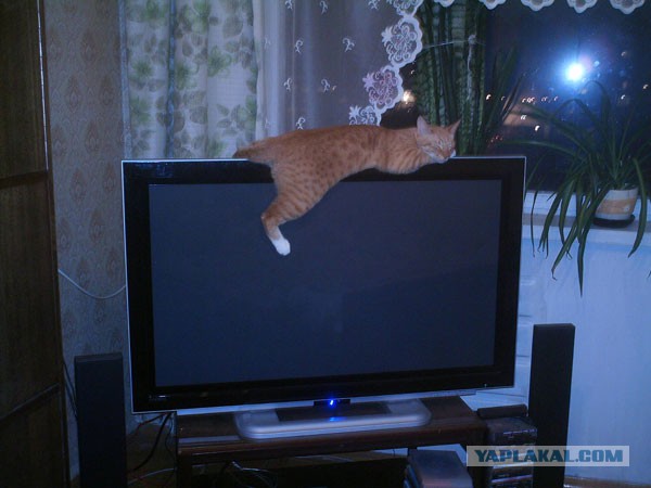 20 мест, в которых не должно было быть кота, но вот он