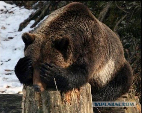 Вы спрашивали, что такое верность, коллеги