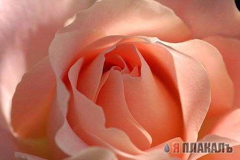 Скоро весна! ЦВЕТЫ