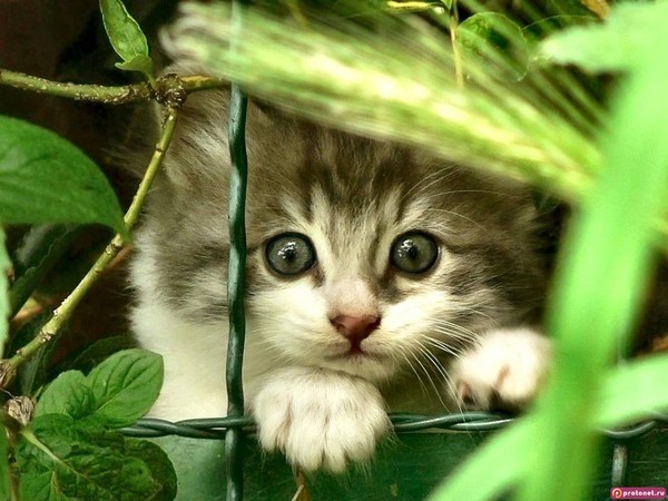 Коты и Кошки