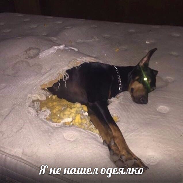 Подборка забавных животных