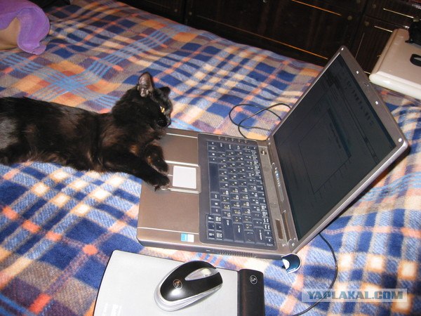 Если бы кошки умели выходить в интернет