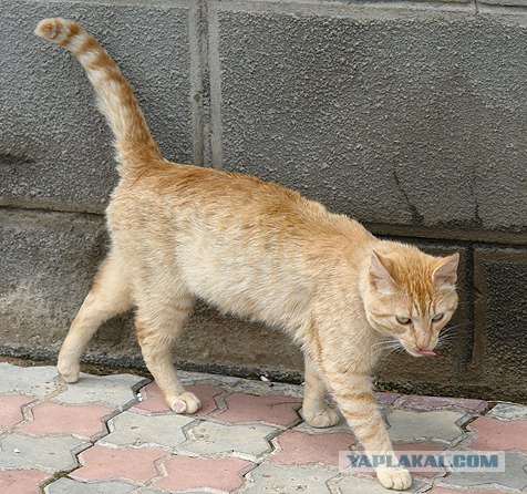 Ура, котовторник! (01.07.2008)
