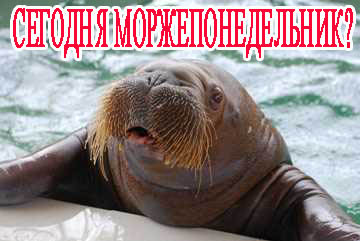 Забавный морж