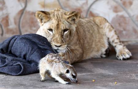Невероятная дружба львенка и мангуста.