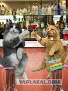Котовторник 15.02.2011